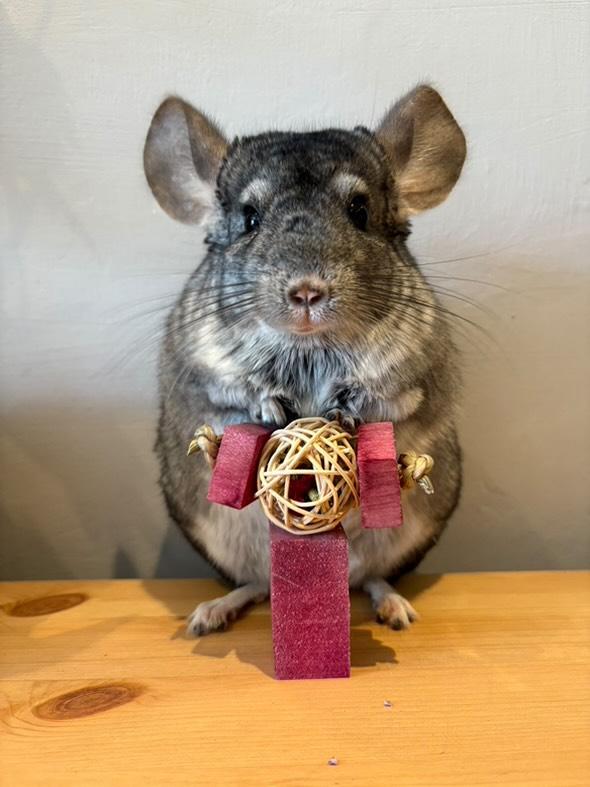 Rose Hibiscus ball chew