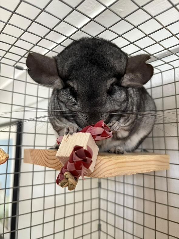 Bamboo balsa chew toy