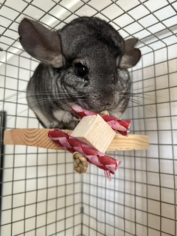 Bamboo balsa chew toy